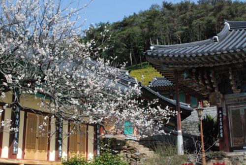 용문사 전경