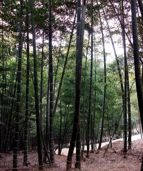 전남 담양에 있는 죽녹원의 아름다운 모습.
