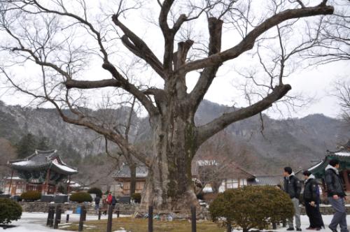내소사 경내에 있는 할매나무.