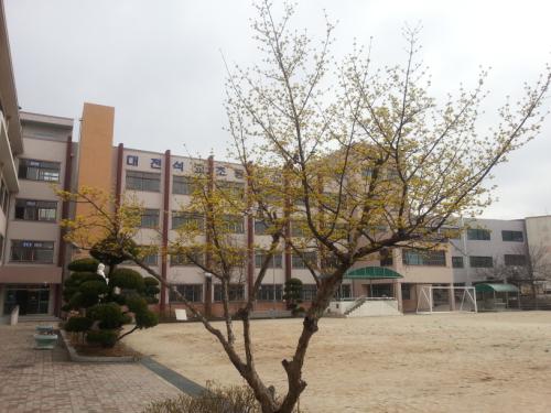 노랗게 핀 산수유 나무를 배경으로 학교 전경 사진 한 컷