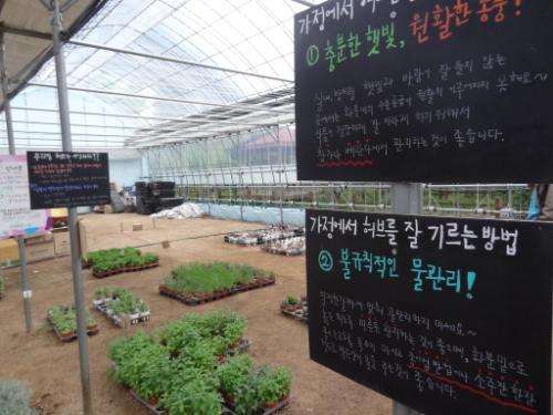 허브차 손님은 허브화분 하나를 선물로 가져가 기를 수 있다.