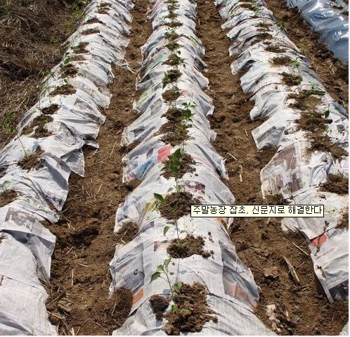 농촌진흥청은 도시민의 소규모 작물 재배의 경우, 신문지 이용법을 제시했다.