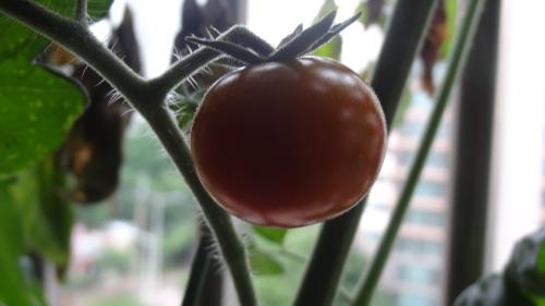 우리집 베란다에서 익어가고 있는 열린 방울토마토. 인내심을 가르쳐 준 첫번째 열매다.