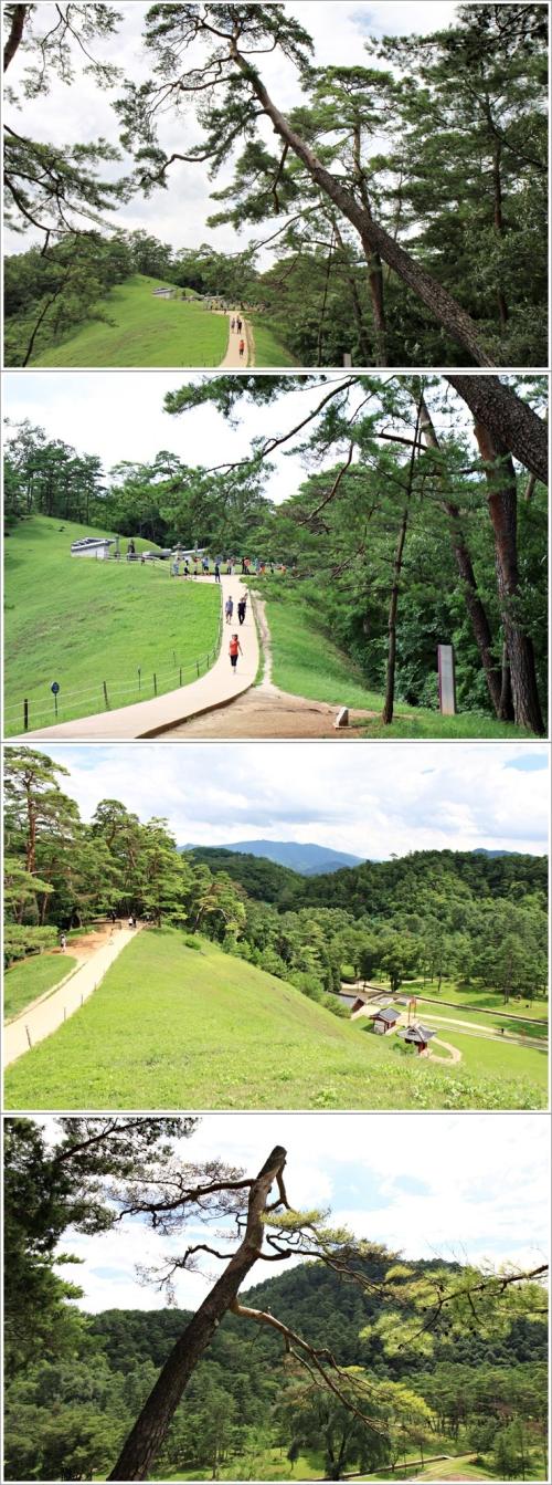 ▲ 장릉의 멋진 소나무들
