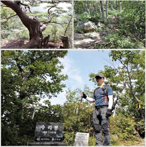 ▲ 멋진 소나무에서 수리봉 정상까지
