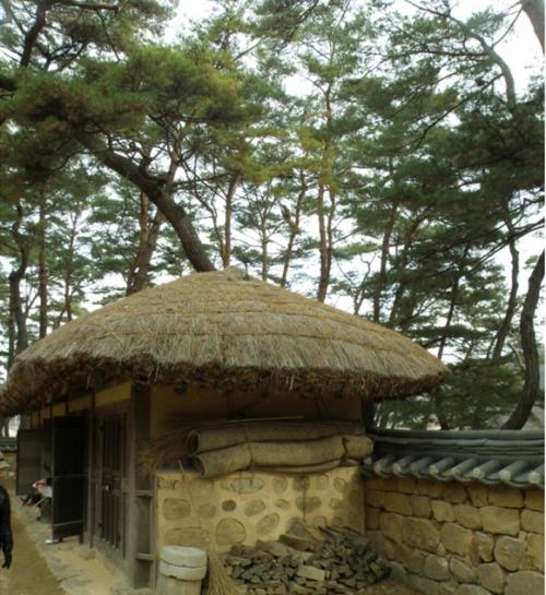 청령포의 소나무