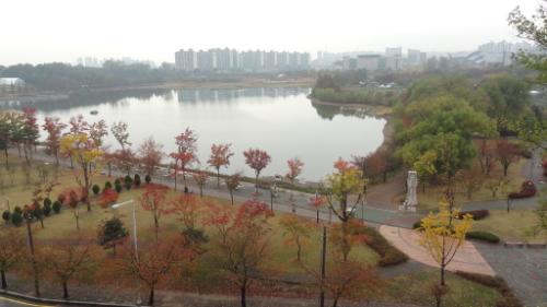 아파트에서 내려다 본 일월저수지. 단풍이 한창이다.