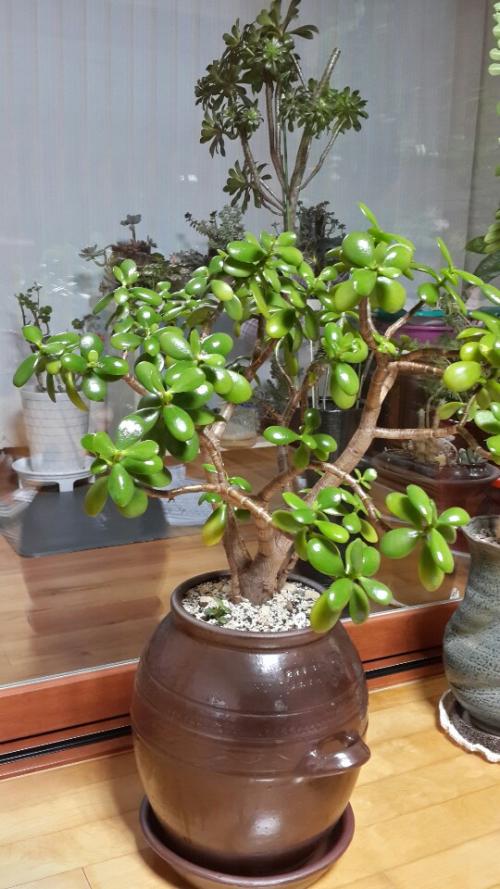 플라스틱 화분에 있던 염좌를 옹기화분에 옮겨심은 모습.