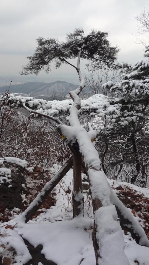 광교산 비로봉 7부 능선에 있는 누운 소나무가 잘 자라고 있다. 산을 사랑하는 누군가가 Y자형 받침대를 놓았다.