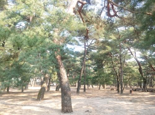 송림의 모습