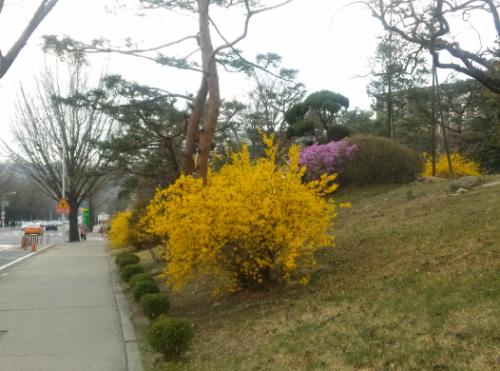 서울대 교정에 핀 개나리