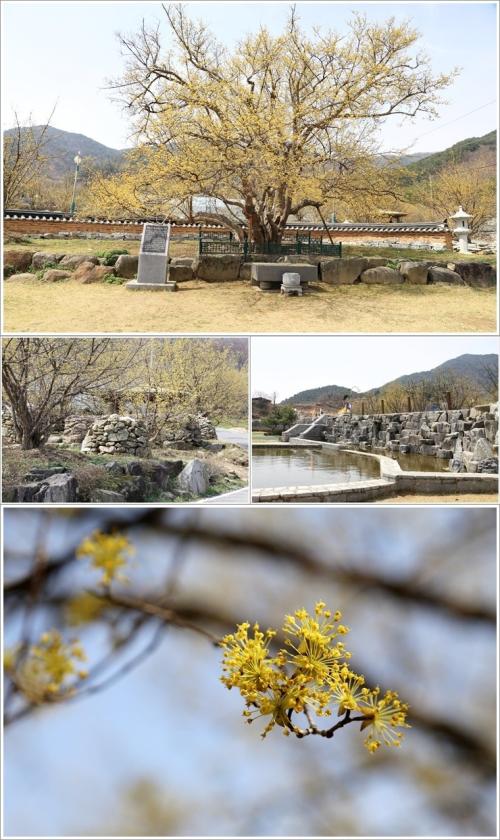 ▲ 계척마을의 산수유 시목