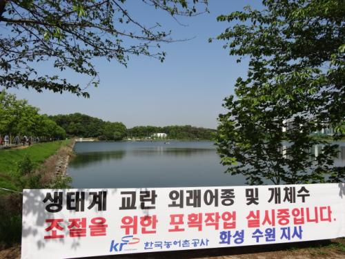 배스, 떡붕어 등 외래어종이 생태계를 파괴하고 있다.