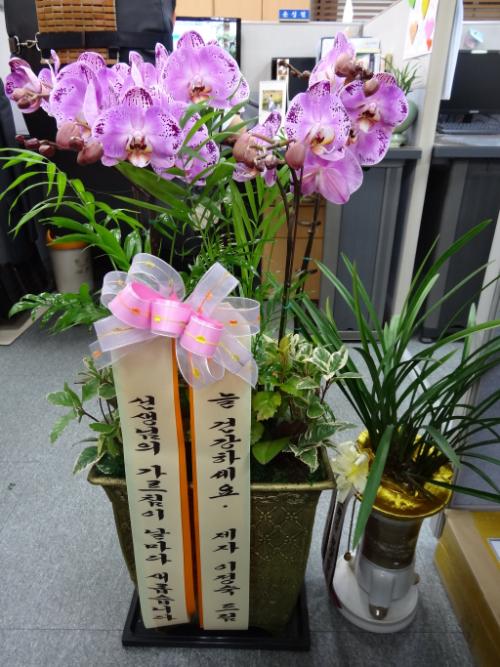 스승의 날, 32년 전 제자가 보낸 호접난 화분