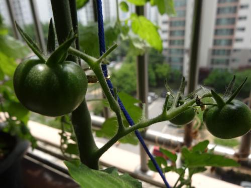 아마추어라서 그런지 토마토꽃 10개에서 두 서너 개가 열매로 이어진다.