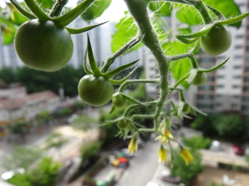 토마토 꽃과 열매가 베란다 밖으로 뻗어있다. 열매 갯수가 점차 늘어나고 있다.