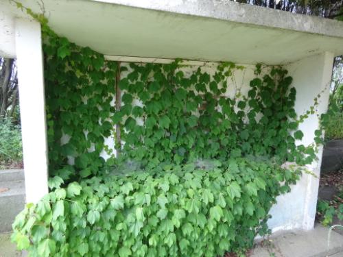 교문 입구 게시판이 담쟁이 덩굴로 덮였다.