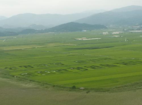산에서 바라본 순천만 습지