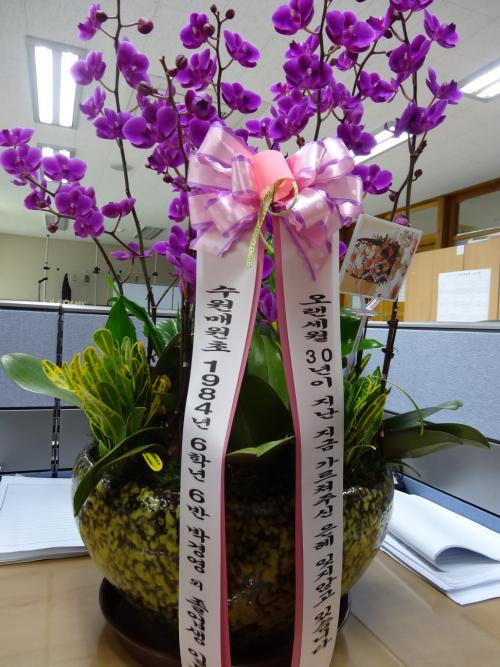 필자의 학교에 배달된 호접란. 31년 전 00초교 6학년 6반 학생들이 불혹의 나이가 되어 당시 담임교사에게 보낸 것이다. 누가 이것을 뇌룰이라 하겠는가?