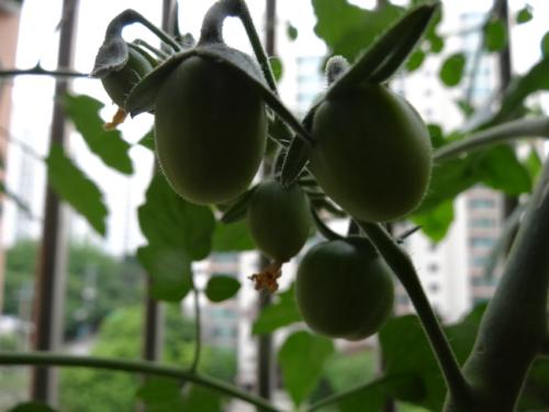 이 연두색 토마토는 얼마 후에 붉은 색으로 변할 것이다.