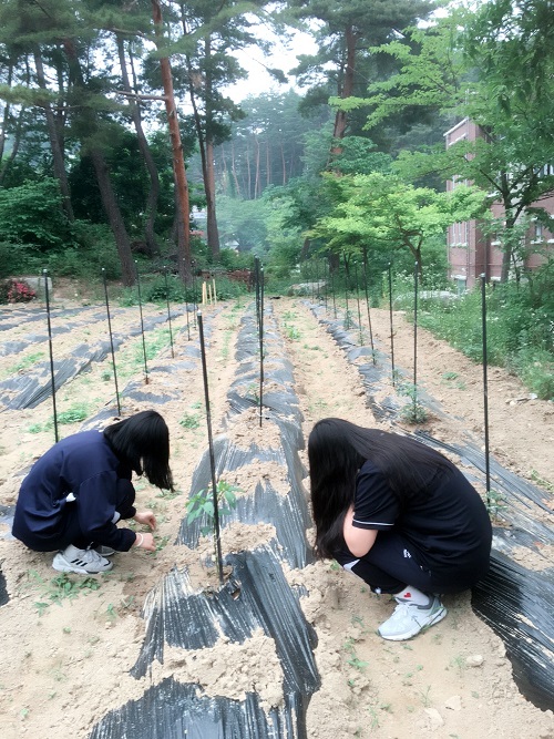 잡초뽑는 아이들