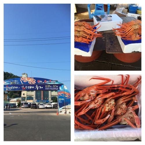 후포리 붉은 대게