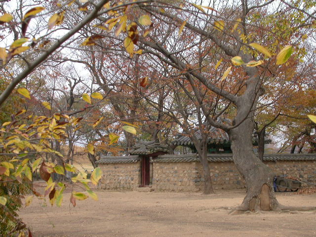 첨성대와 반월성 사이의 숲 계림.