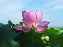 홍련.
