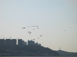 낙동강 하구의 하늘을 수 놓는 오리류의 비상.