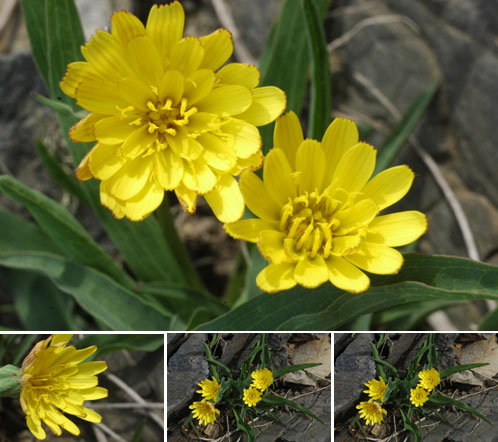 학명 : Scorzonera subsp. glabra. et Kras, 과명 : 국화과(Compositae).