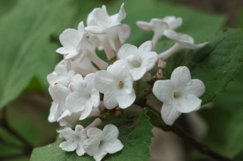 분꽃나무 (학명 : Viburnum carlesii Hemsl, 과명 : 인동덩굴과)